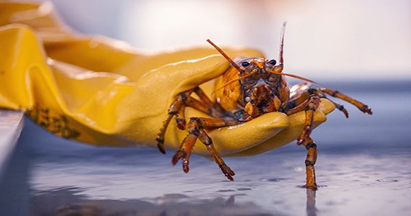 Meet Banana, The Incredibly Rare Yellow Lobster That’s One In 30 Million
