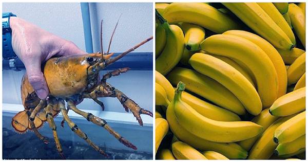 banana yellow lobster