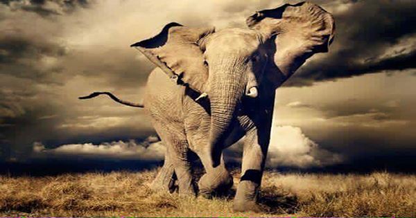 Namibia to Auction 170 Wild Elephants despite International Petition To Halt Sale
