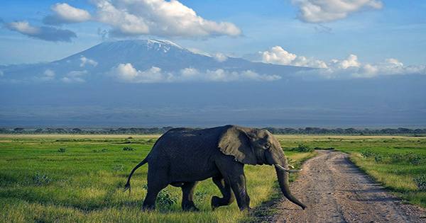 new-mammal-species-found-in-kenya-surprisingly-related-to-elephants