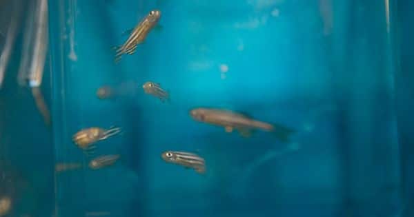 Scientists use zebrafish embryos to study a gene mutation