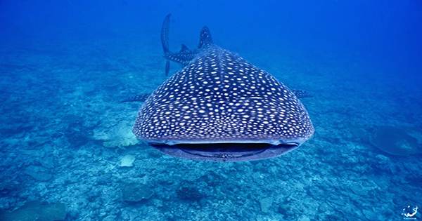 Sharks Species Shows Off Its Walking Ability As It Potters Along the Seafloor