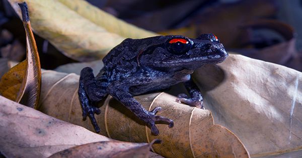 Stop-Milking-Toads-to-Get-High-Say-Conservationists-1