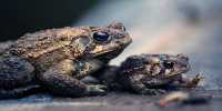 Stop Milking Toads to Get High, Say, Conservationists