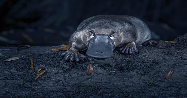 That-Picture-Of-A-Platypus-Everybody-Is-Sharing-Again-Is-Still-Just-A-Rock-1