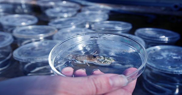 These-Tiny-Shrimp-Like-Critters-Are-The-Fastest-Snappers-In-The-Sea-1