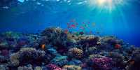 “Walking Colon” Sea Cucumbers Poop “Five Eiffel Towers” Per Coral Reef Annually