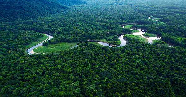 Amazon Rainforest May Now Warm The Planet More Than It Cools It After Decades Of Degradation