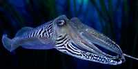 Cuttlefish Have The Self-Control To Pass The “Marshmallow Test”, Unlike Some Toddlers