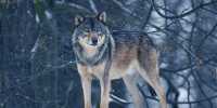 Earliest Domestication Of Wolves May Have Occurred In A Single Cave In Germany