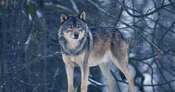 Earliest Domestication Of Wolves May Have Occurred In A Single Cave In Germany