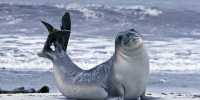 Hi-Tech Seals Help Scientists Reveal The Vulnerable State Of An Antarctic Glacier