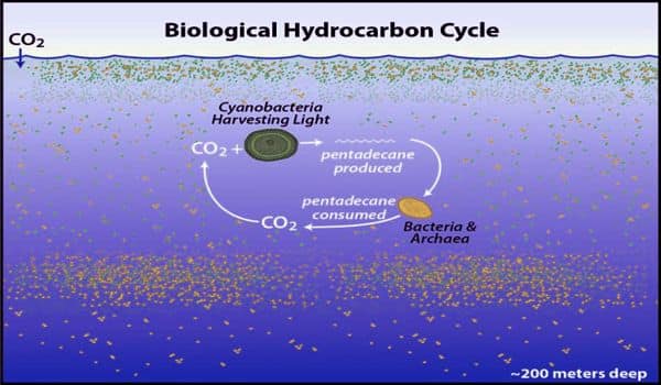 Huge-hydrocarbon-cycle-revealed-in-neglected-area-of-ocean-1