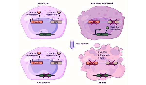 Huge-problem-for-chemotherapy-resistant-cancers-1