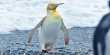 Leucism Or Albinism? Incredibly Rare Yellow Penguin Has Scientists Scratching Their Heads