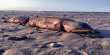 Mysterious 8-Meter-Long Faceless Sea Creature Found On Welsh Beach