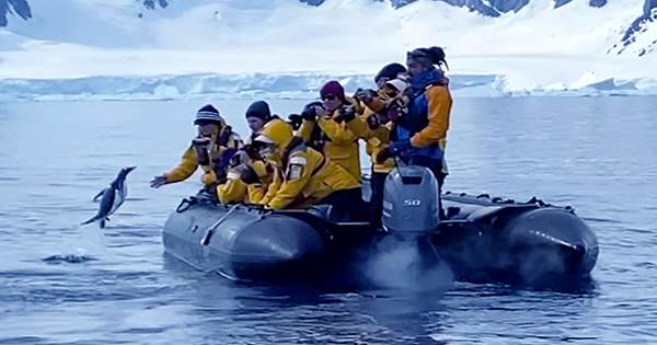Nail-Biting-Chase-Ends-in-Victory-As-Penguin-Hunted-By-Orcas-Leaps-To-Safety-On-Tourist-Boat