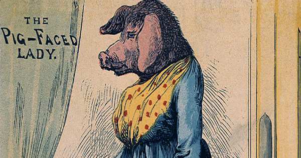 Pig-Faced-Women-In-Traveling-Shows-Were-Actually-Drunk-Shaved-Bears-In-Dresses