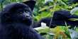 Reddit’s GameStop Investors Have Donated Over $350,000 To Gorilla Conservation
