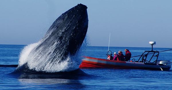 Rescuers-Remove-More-Than-37-Meters-Of-Rope-From-Entangled-Humpback-Whale