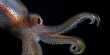 Scientists Discover Key Ingredient Behind Tiny Glittery Squid’s Symbiotic Bacterial Glow