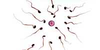 Scientists spell out an innovative strategy for a male contraceptive agent