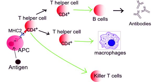 Scientists-studied-effective-vaccines-to-help-the-adaptive-immune-system-1