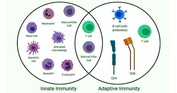Scientists studied effective vaccines to help the adaptive immune system