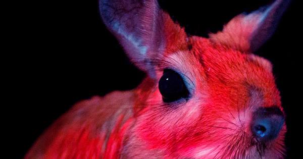 Springhares-Are-The-Latest-Mammals-To-Have-Their-Glow-In-The-Dark-Secret-Powers-Revealed-1