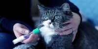 The First At-Home Cat Genetics And DNA Test Is Here