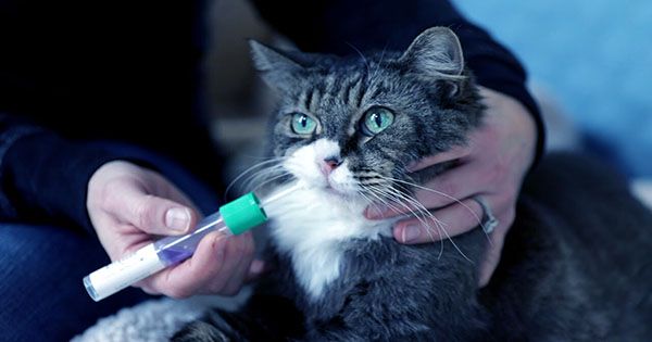 The First At-Home Cat Genetics And DNA Test Is Here