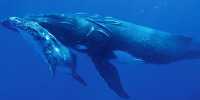 Rescuers Remove More Than 37 Meters Of Rope From Entangled Humpback Whale