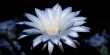 Watch This Incredibly Rare Time-Lapse Of A Moonflower That Only Blooms For 12 Hours Once A Year