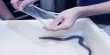 Woman Learns About The Defense Mechanism Of Slime Eels The Hard Way