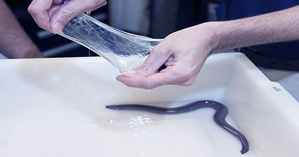 Woman Learns About The Defense Mechanism Of Slime Eels The Hard Way