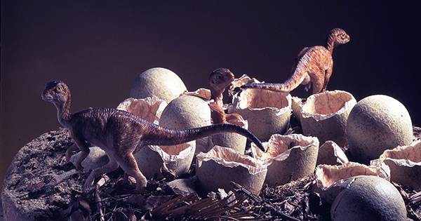 World-First Fossil Shows Dinosaur Sitting On Clutch Of Eggs Like A Bird -  QS Study