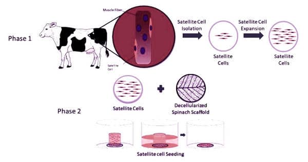 A-spinach-leaf-proves-to-be-an-edible-platform-upon-laboratory-grown-meat-1