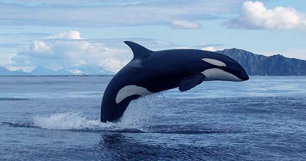 World-First Footage Shows a Sperm Whale Calf Feeding From Its Mother