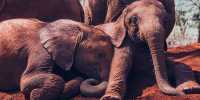 Baby Elephant Rescued From Snare by Kenyan Wildlife Team