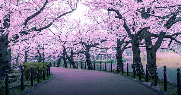 Climate Change May Have Triggered Kyoto's Earliest Cherry Blossom Season In 1,200 Years