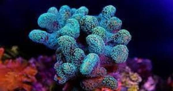 Coral structures consist of a biomineral containing a highly organized organic mix of proteins