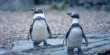 Extraordinary Sight-Saving Surgery Performed On “Munch” The Penguin At Chester Zoo