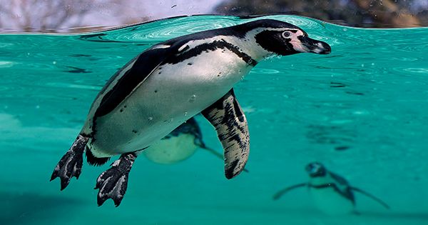 Extraordinary-Sight-Saving-Surgery-Performed-On-Munch-The-Penguin-At-Chester-Zoo