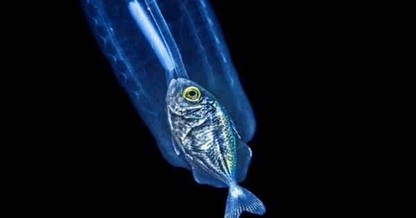 Fish-inside-Salps-How-Living-Jelly-Tubes-Protect-Juveniles-At-Sea-1