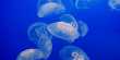 Fish inside Salps: How Living Jelly Tubes Protect Juveniles At Sea