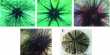 Geneticist uncover the diversity of the sea urchin microbiome