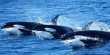 Killer Whale-Attracting Ghost Currents Have Finally Been Explained