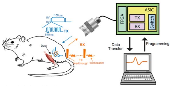 Researcher-demonstrates-ultrasonic-neural-dust-to-monitor-neural-activity-in-a-live-animal-1