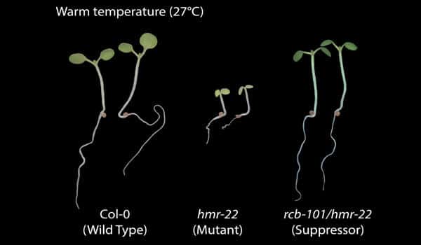 Researchers-discovered-a-gene-thats-key-to-creating-heat-tolerant-crops-1