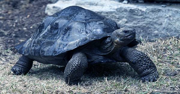 Say Hello To Auckland Zoo’s New Galápagos Tortoise Hatchlings